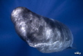   young spermwhale very inquisitive playful  